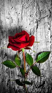 Rose, flower, HD mobile wallpaper