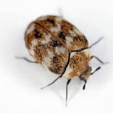 carpet beetle extermination