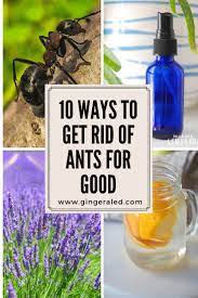 10 ways to get rid of ants for good