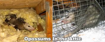 How To Remove Possum In The Attic Get
