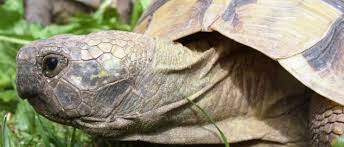 Hermanns Tortoise Facts Diet Hibernate Mating Behavior