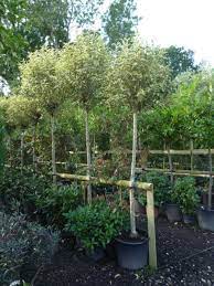 evergreen standard trees to consider