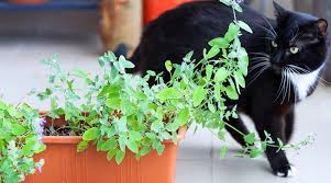 Diy Catnip Planter A Gardening Project