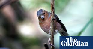 The top countries of suppliers are china, india, from which the. Is That A Chaffinch Or A Wren We Test Birdsong Apps Warblr And Chirpomatic Birds The Guardian