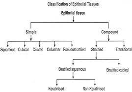 Image Result For Flow Chart For Tissue Types Tissue Types