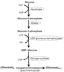 Glycogenesis Cycle Steps Significance Vs