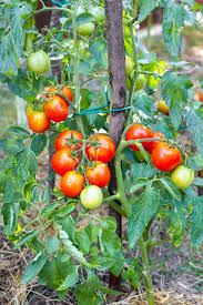 how to fertilize tomato plants in the