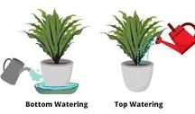 which-plants-should-be-bottom-watered