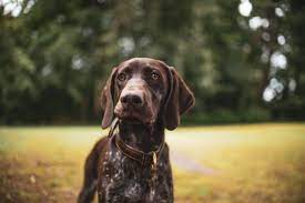 male female german shorthaired
