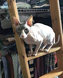 how to care for a hairless cat sphynx