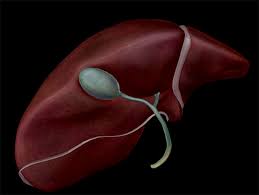 Liver structure of the human liver scientifically accurate. The Toxic Substance Treatment Plant Liver Anatomy
