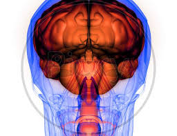 image of human internal organ brain