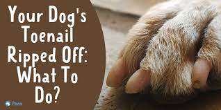 your dog s toenail ripped off what to
