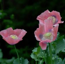 Poppies are a sloooooow growing flower. As Ye Sow Saving And Planting Poppy Seeds Flower Magazine