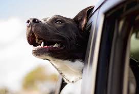Image result for transporting pets