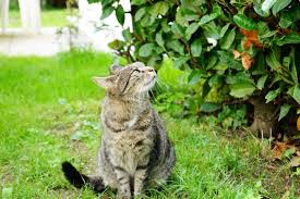10 smells that attract cats vet
