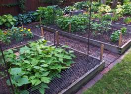 Rotate Crops In Your Small Garden Umn