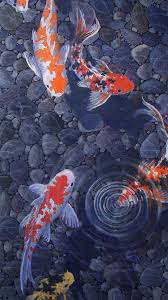 anese fish wallpapers wallpaper cave