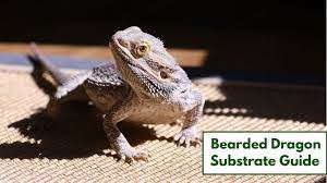 bearded dragon substrates what to use
