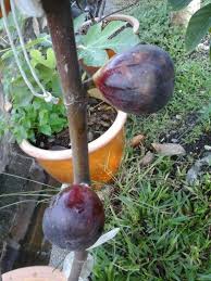 Ornamental plants are plants that are grown for decorative purposes in gardens and landscape design projects, as houseplants, for cut flowers and specimen display. Figs In Malaysia Fig Fig Tree Fruit
