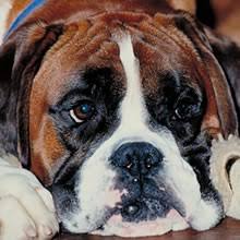 Now akc requires that they are registered as brindle boxers. Puppyfind Boxer Puppies For Sale