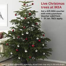 live christmas trees