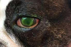 a guide to corneal ulcers in dogs dr