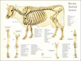 Cow Skeletal Diagram Wiring Diagrams