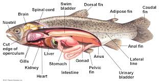 Catfish Anatomy Fish Anatomy Anatomy Animal Classification