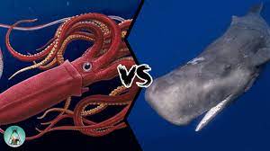 giant squid vs whale who would