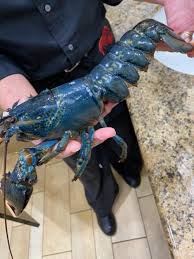 red lobster employee saves rare blue