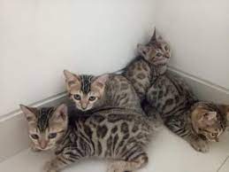 Assalmualaikum cat lover kucing bengal bukan kucing ras asli melaikan hasil genetik atau hasil kawin silang. Terjual Jual Kucing Bengal 13 Ekor Kitten Adult Bekasi Murah Kaskus