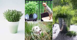 12 Plants That Dogs Love To Eat
