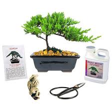 anese juniper bonsai gift kit