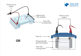 gel electropsis steps azure