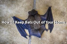 How To Keep Bats Out Of Your Home A