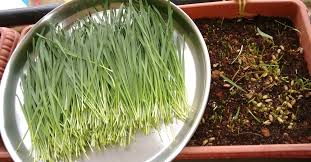 grow wheatgr at home consume it