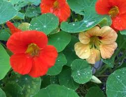Annuals are plants that grow for only one season. What Is The Difference Between Annual Perennial And Biennial Plants