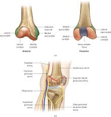 Regional_part_of some medial condyle of femur. Distal Femoral Fractures Musculoskeletal Key