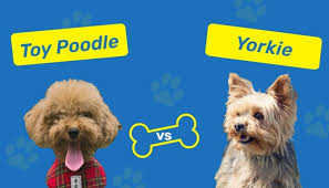 toy poodle vs yorkie which one should