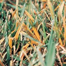 How To Identify And Control Rust In The Lawn Scotts