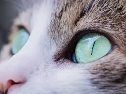 home remes for cat eye problems