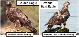 2 types of eagles found in michigan