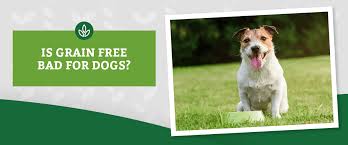 is grain free bad for dogs nature s