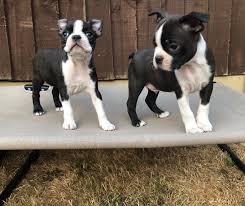 Maybe you would like to learn more about one of these? Boston Terrier Puppies For Sale Charlotte Nc 294942