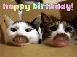 happy birthday funny mouth cute cats