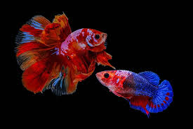 can male and female betta fish live