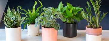 How To Re Pot Houseplants Palmers