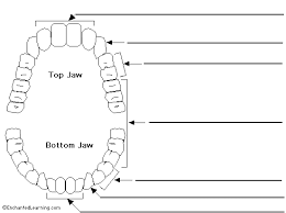 Dental Tooth Numbering Work Sheet Read The Definitions