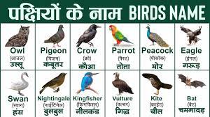 birds name in hindi and english